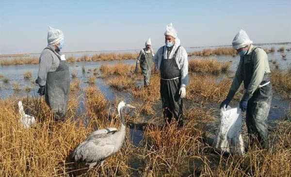 موردی از ابتلا به آنفلوآنزای فوق حاد پرندگان مشاهده نشده است